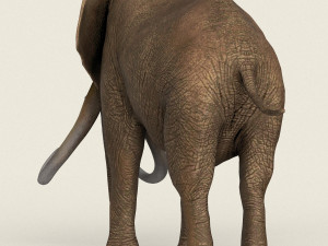 low poly realistic elephant 3D Модель
