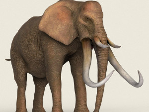 low poly realistic elephant 3D Модель