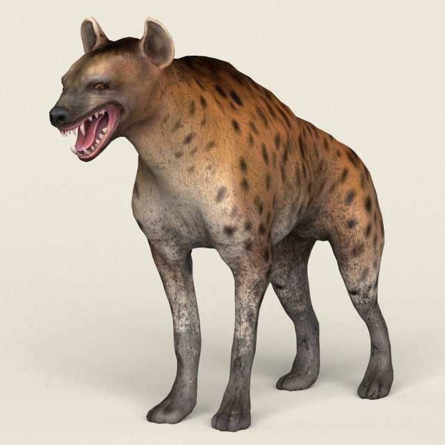 low poly realistic hyena 3D Model .c4d .max .obj .3ds .fbx .stl .blend 