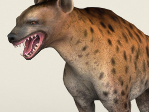 low poly realistic hyena 3D Model