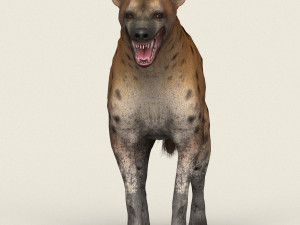 low poly realistic hyena 3D Model