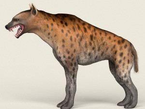 low poly realistic hyena 3D Model