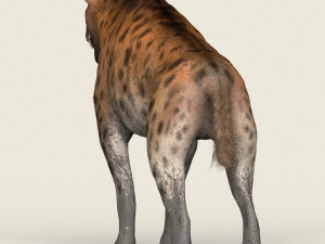 low poly realistic hyena 3D Model
