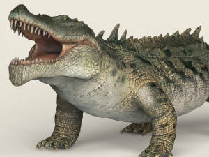 low poly realistic crocodile 3D Model