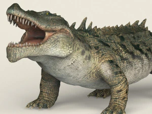 low poly realistic crocodile 3D Model