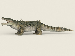 low poly realistic crocodile 3D Model