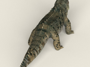 low poly realistic crocodile 3D Model