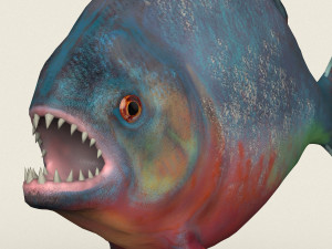 low poly realistic piranha Modelo 3D