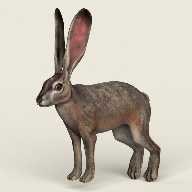 low poly realistic rabbit 3D Model .c4d .max .obj .3ds .fbx .stl .blend 