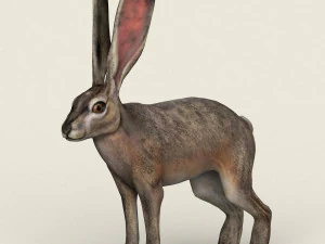 coelho realista low poly Modelo 3D