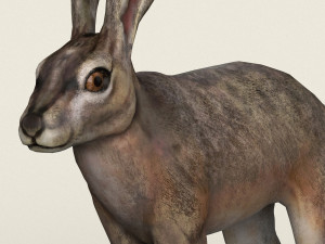 low poly realistic rabbit 3D Model