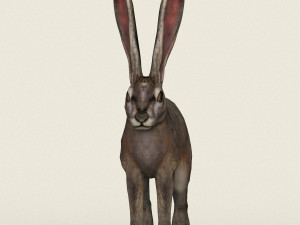 low poly realistic rabbit 3D Model
