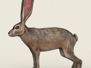 low poly realistic rabbit 3D Model