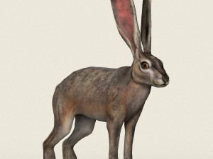 low poly realistic rabbit 3D Model