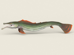 low poly realistic pike fish 3D मॉडल