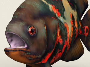 low poly realistic oscar fish Modello 3D