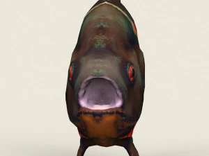 low poly realistic oscar fish 3D Model