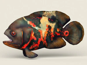 low poly realistic oscar fish 3D Model