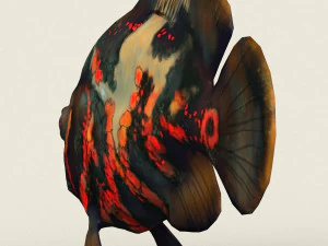 low poly realistic oscar fish 3D Model