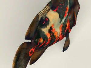 low poly realistic oscar fish 3D Model