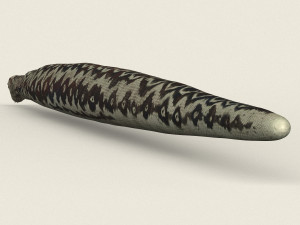 low poly realistic anaconda Modelo 3D