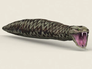 low poly realistic anaconda 3D Model