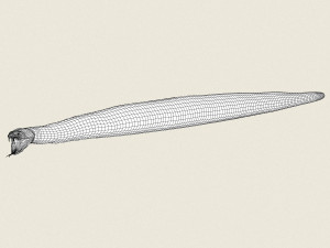 low poly realistic anaconda Modelo 3D