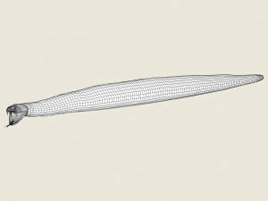 low poly realistic anaconda 3D Model