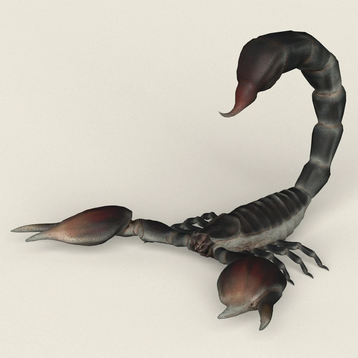 low poly realistic scorpion 3D Model .c4d .max .obj .3ds .fbx .stl .blend 