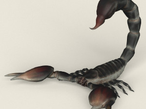 low poly realistic scorpion 3D Model