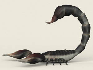 low poly realistic scorpion 3D-Modell