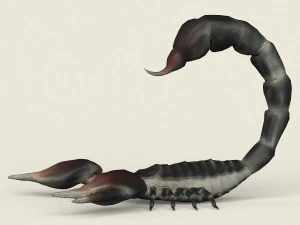 low poly realistic scorpion 3D Model