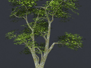 low poly tree 04 Modèle 3D