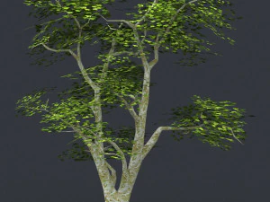 pohon poli rendah 04 Model 3D