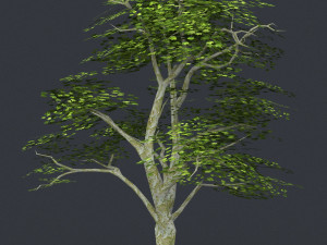 low poly tree 04 3D Model