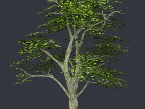 low poly tree 04 3D Model