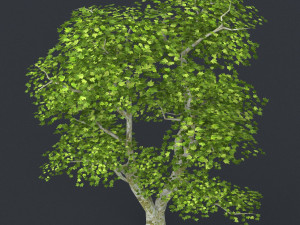 low poly tree 04 3D Model