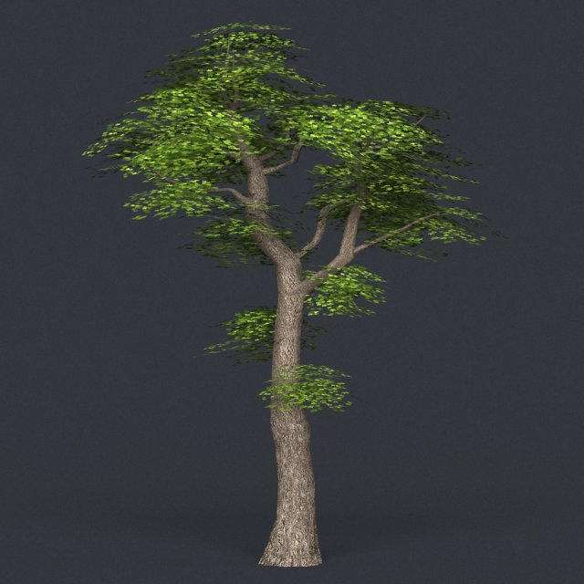 low poly tree 05 3Dモデル .c4d .max .obj .3ds .fbx .stl .blend 