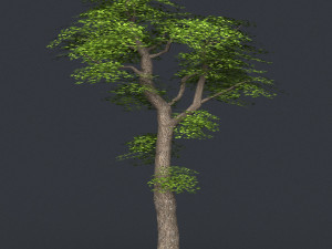 low poly tree 05 3D मॉडल