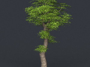 low poly tree 05 3Dモデル