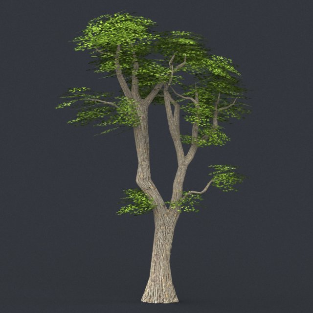 low poly tree 06 Modelo 3D .c4d .max .obj .3ds .fbx .stl .blend 