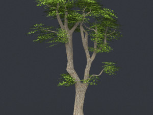 low poly tree 06 3D मॉडल