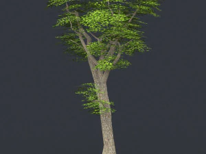 albero in poli basso 06 Modello 3D