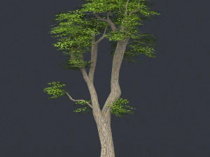 albero in poli basso 06 Modello 3D