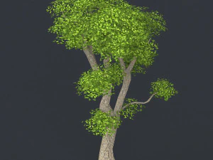 albero in poli basso 06 Modello 3D