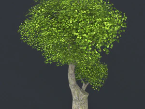 low poly tree 07 3D Model