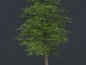 low poly tree 08 3D Model