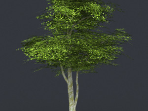 low poly tree 09 3D 模型