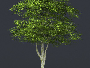 low poly tree 09 3D 模型