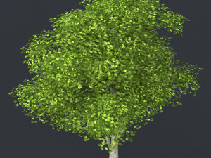 low poly tree 09 3D 模型